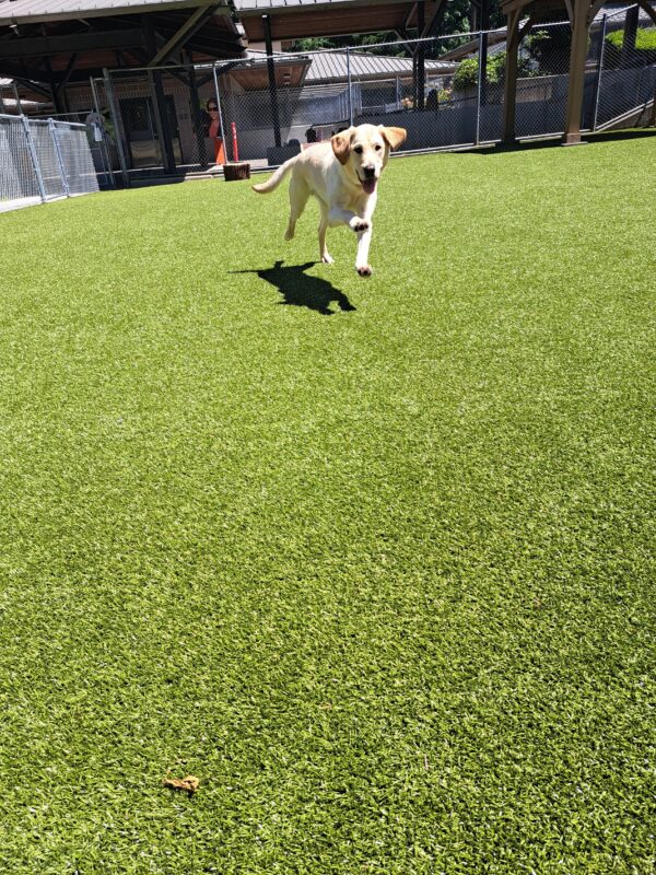 Yellow Lab (Presley) running towards camera with his ears flopping. With a big smile on his face.