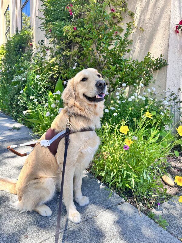 Bennett in harness smiling at the camera with shrubbery in the background.
