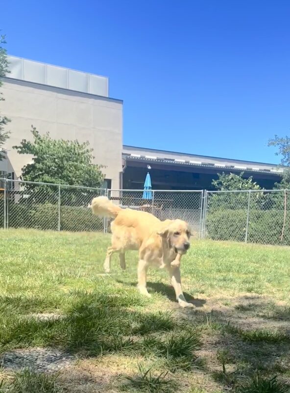 Bennett running in grass yard with a bone in his mouth.