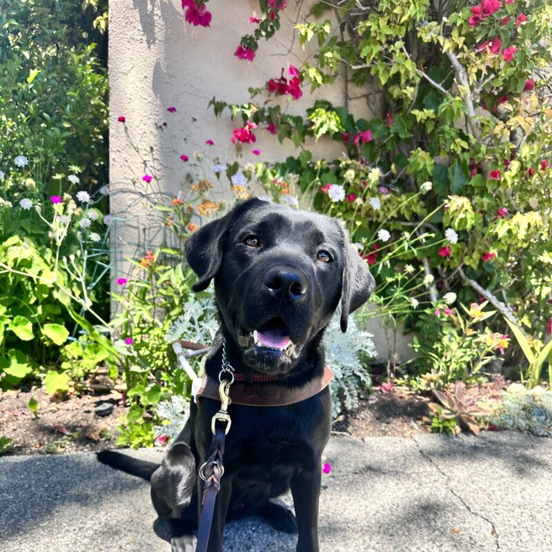 Delilah in harness looking at camera with mouth open in front of wild flowers.
