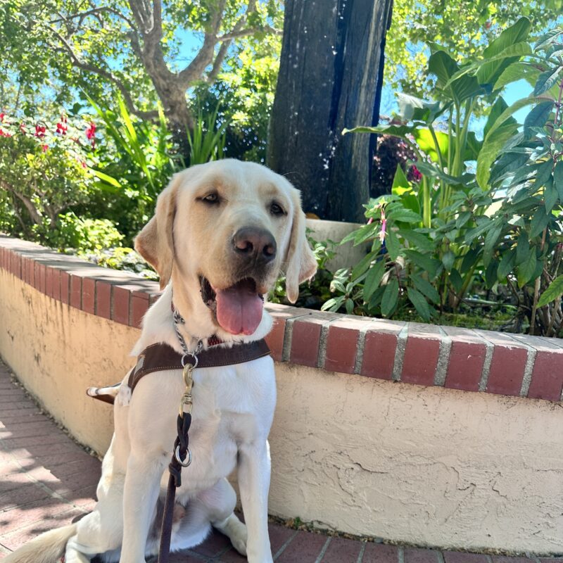 Oak in harness sitting in front of stucco planter with flowers in it.