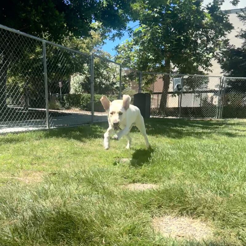Oak full sprint towards camera in grass yard.