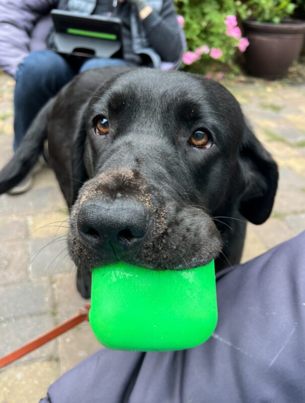 <p>Black Labrador Mimzy is close to the camera showing her beautiful brown eyes. She is showing off her bright lime green cube toy which she is holding in her mouth.</p>