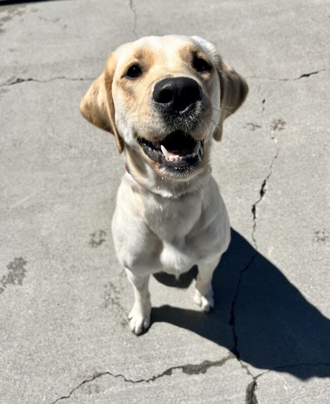 Mara is sitting in the sun while playing in community run. Her soft eyes are looking directly into the camera.