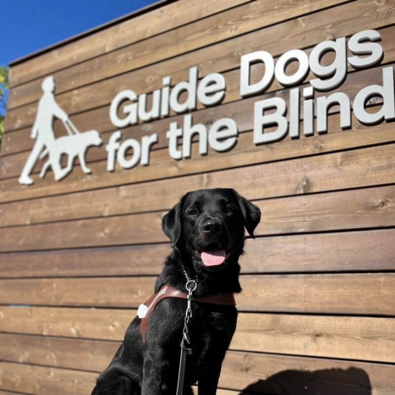 Delmar is sitting in harness. Behind her is the Guide Dogs for the Blind logo that is on a wood backdrop.