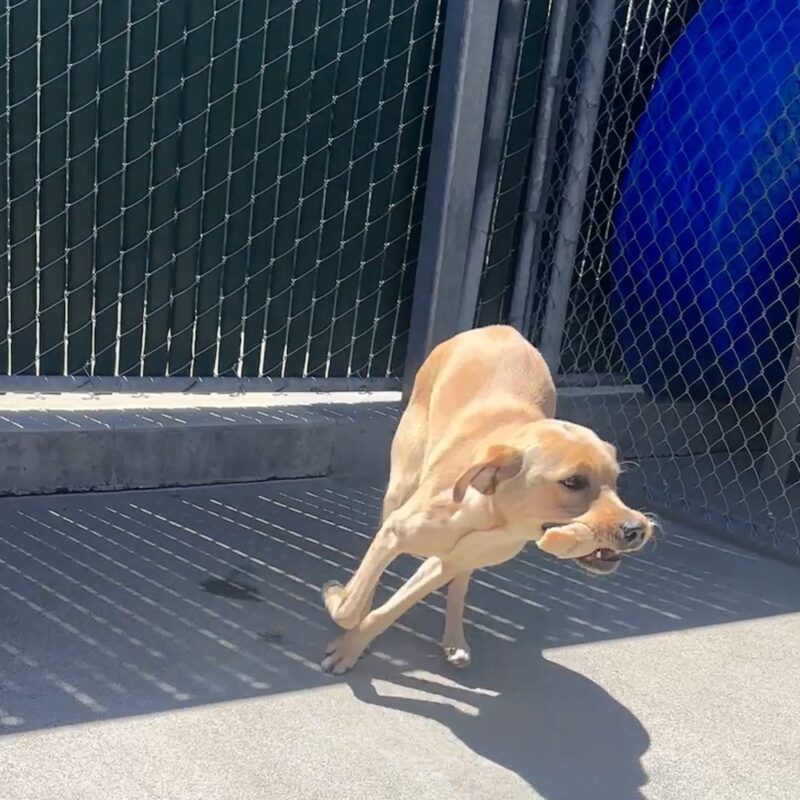 Almond running on cement with a bone in her mouth.