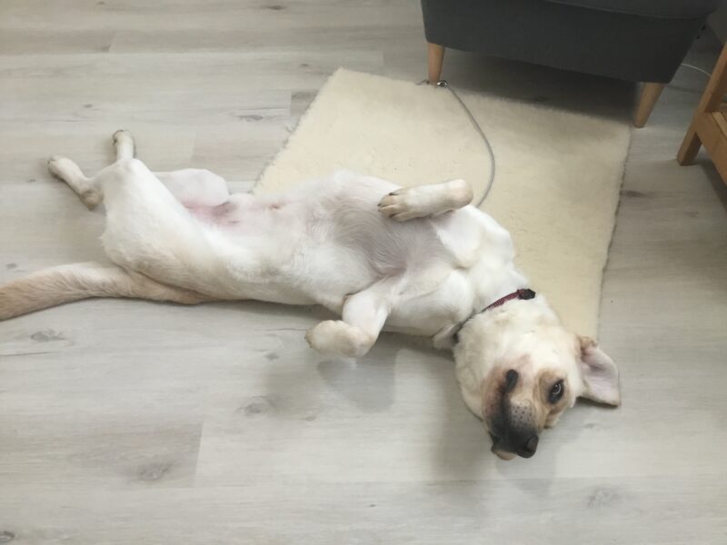 Vermont lays on his back atop a fleece mat with his belly exposed. His upper body is turned towards the camera, and he has 1 ear flipped up.