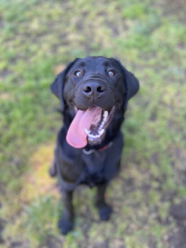 Brady, black lab, sitting and looking up at the camera.  His mouth is open with his tongue hanging out the side.  His pearly white teeth are also visible.