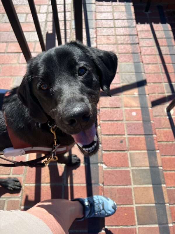 Brindle lab, Dreamy, standing at the top of a set of brick stairs looking up with a big open mouth smile. She is wearing her harness.