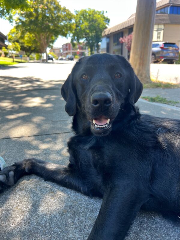 Brindle lab Dreamy relaxing on the sidewalk after a route. She is on her side, looking at the camera. Green trees and the sidewalks of San Rafael can be seen in the background.