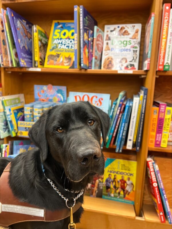 Black lab Nelson, in harness, stands in front of books at a local bookstore. All of the books are about animals, a couple are about dogs.
