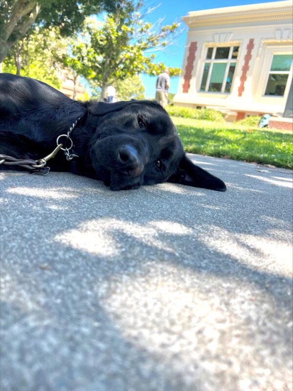Black lab Nelson lays on the sidewalk after a route. He has his head down as he gets a belly rub after a route. Green grass and buildings of San Rafael can be seen in the background.