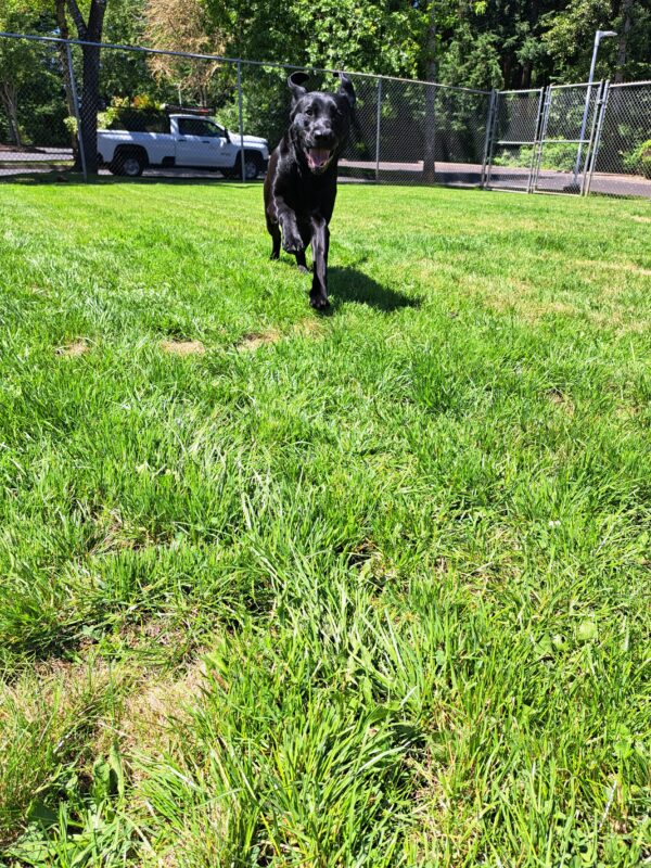 Black Lab (Sparrow) running towards the camera with a big smile on her face and her ears flopping.