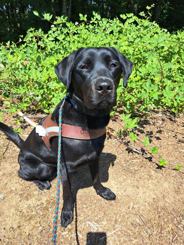 Black Lab (Sparrow) sitting in harness in front of a bush.