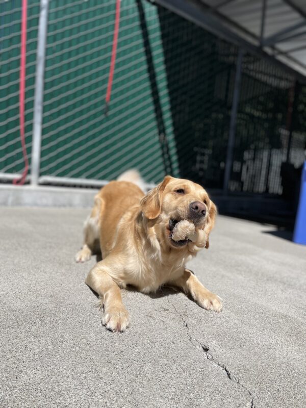 Photo is of golden cross female Bayshore laying in community run while holding a bone up off of the ground in her mouth, causing her to have a somewhat silly expression on her face.