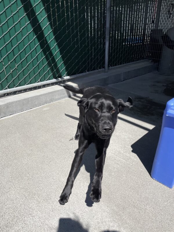 Photo is of black lab female Kimora running in community run. She is mid-air and her eyes are squinting as she runs toward the camera.