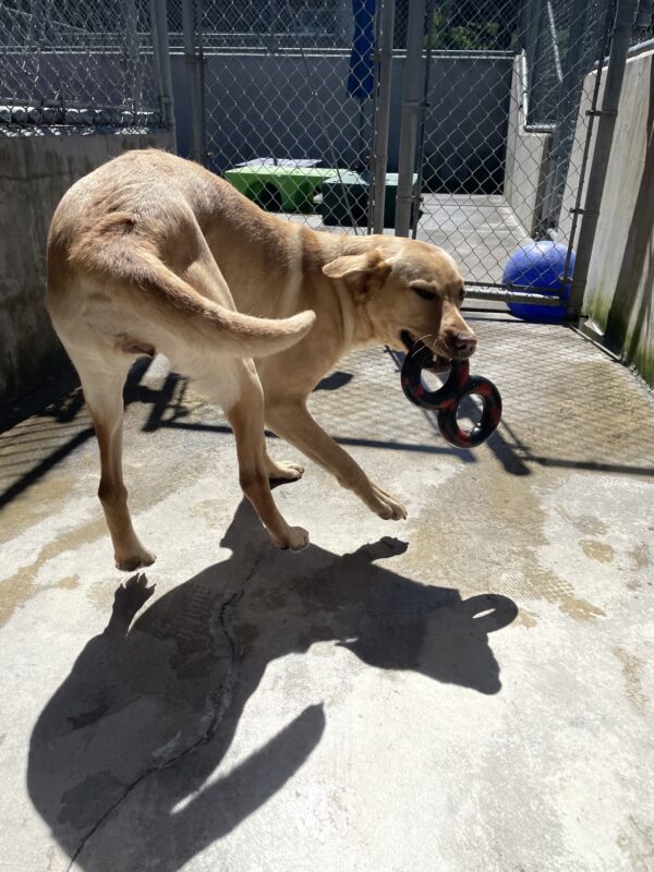 Yellow lab female, Caramel, holding a goughnut tug toy in her mouth. Her body is in a U shape with her front and hind end facing the camera, giving a butt wiggle
