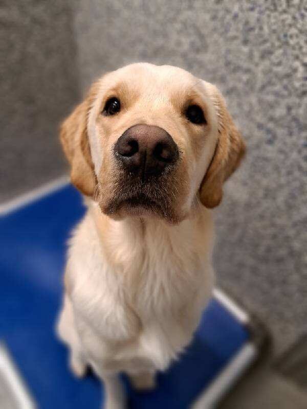 Lab/Golden cross, Sage, sits on a blue bed pointing his nose straight up to the camera