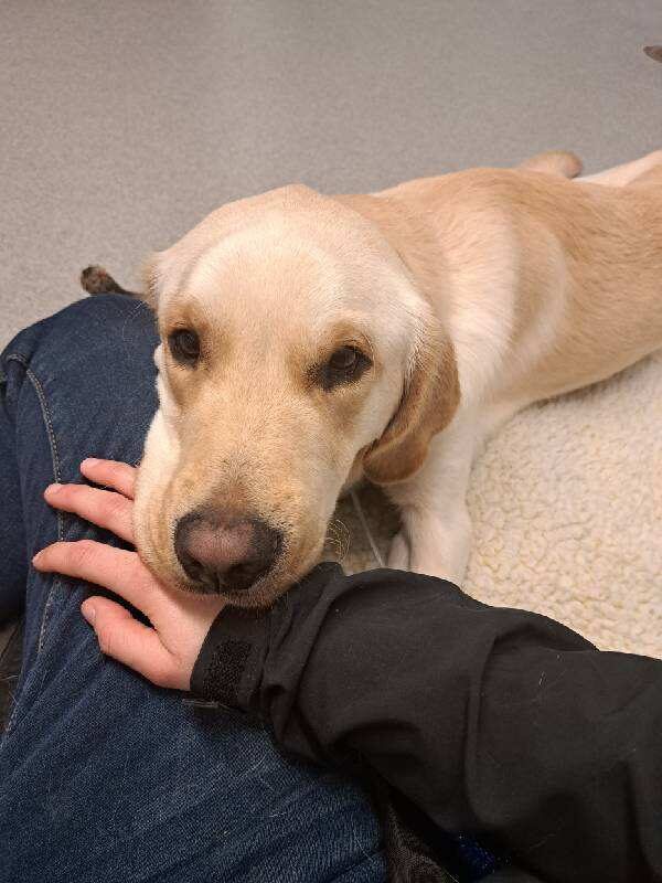 Lab/Golden cross, Sage, laying down with his head resting on a staff members leg