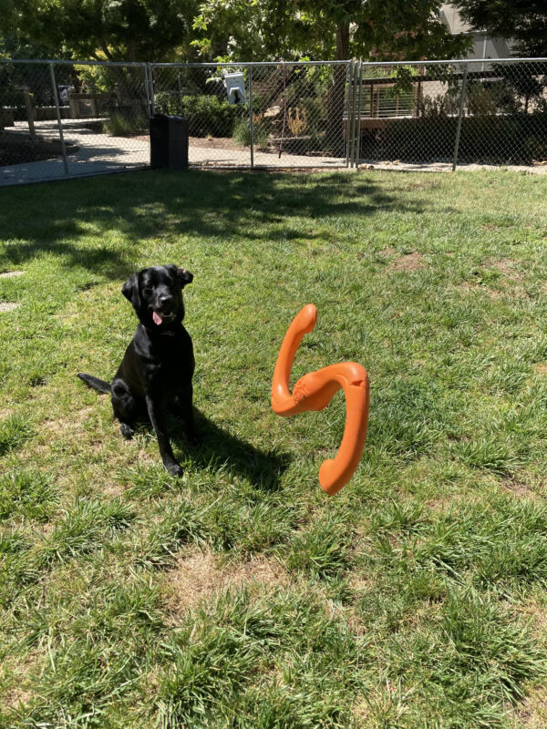 Windsong is sitting in the grass paddock with a goofy expression, her left ear is flipped over and her tongue is hanging out the left side of her mouth. There is an orange west paw bumi tug toy pictured in the air coming towards her.