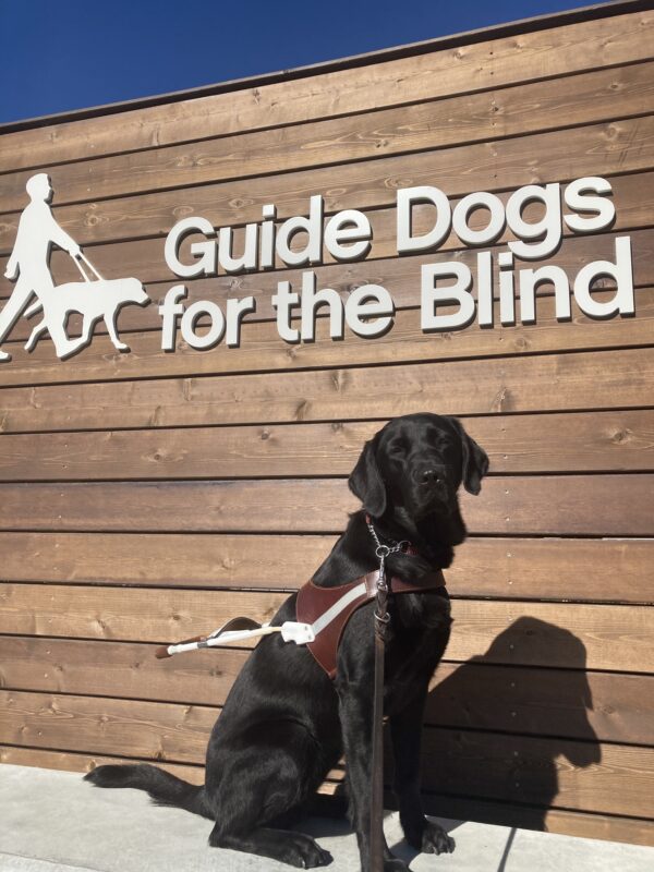 Windsong is sitting in harness on a cement wall with the GDB logo on a wooden wall behind her.