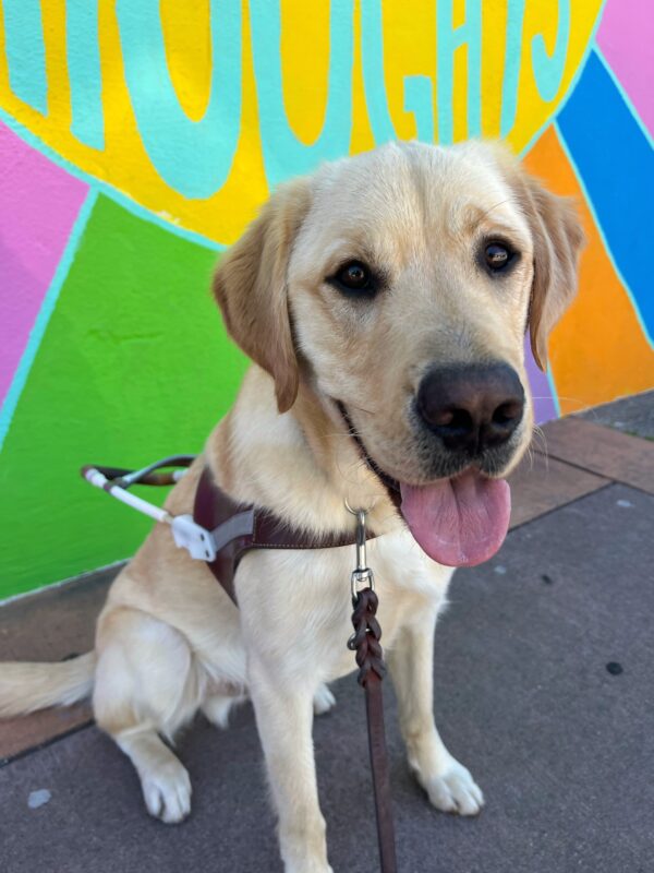 Honor is wearing his guide dog harness and sitting in front of a colorful mural. He is looking at the camera with his tongue out.