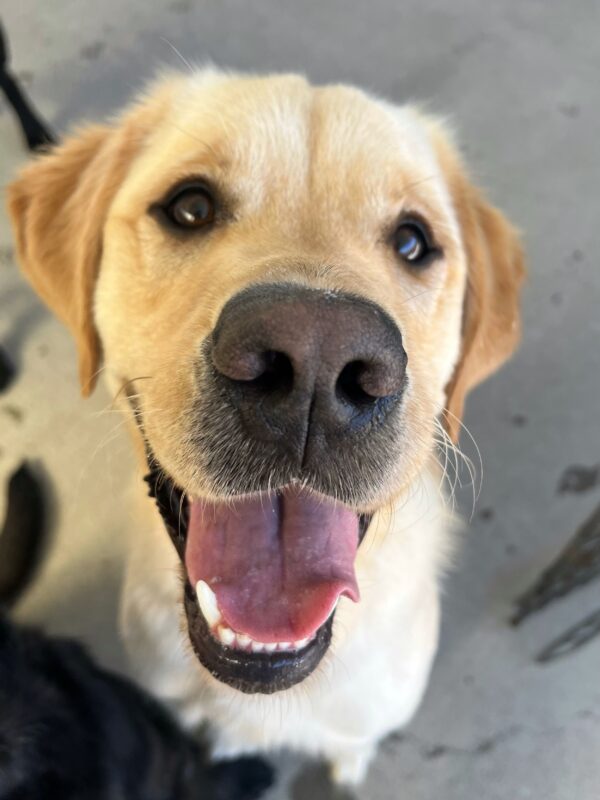 Honor is sitting in the community run area. He is looking up into the camera with his tongue out.