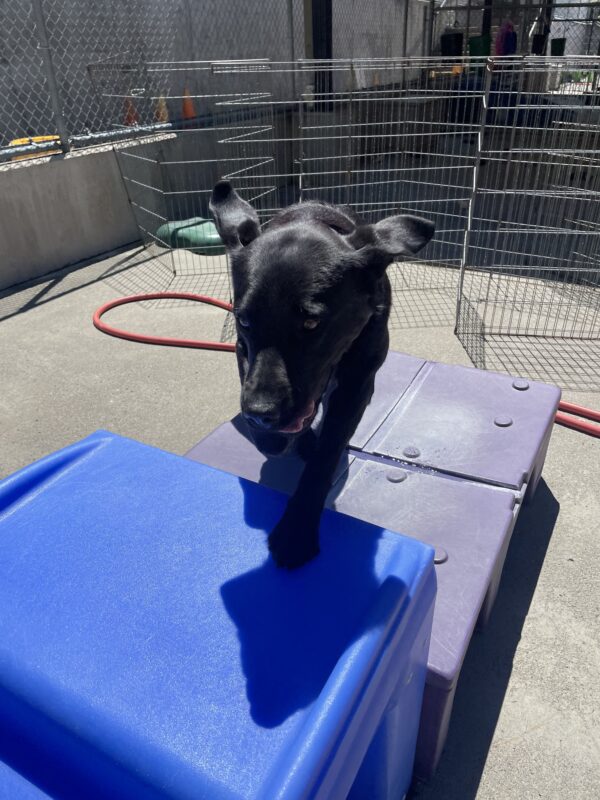 Waverly plays in Community Run; her ears are pointed up and behind her because she is leaping from a low, purple platform to a taller, blue platform.