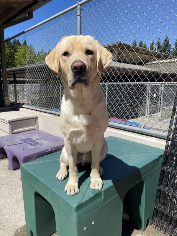 yellow lab, Jack, sits on a green play structure looking into the camera