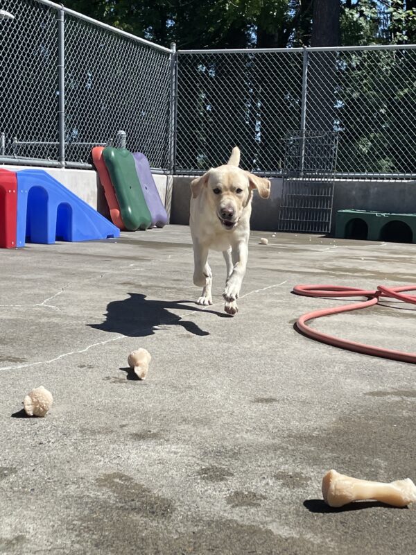 yellow lab, Jack, running towards the camera in community run toward a pile of bones