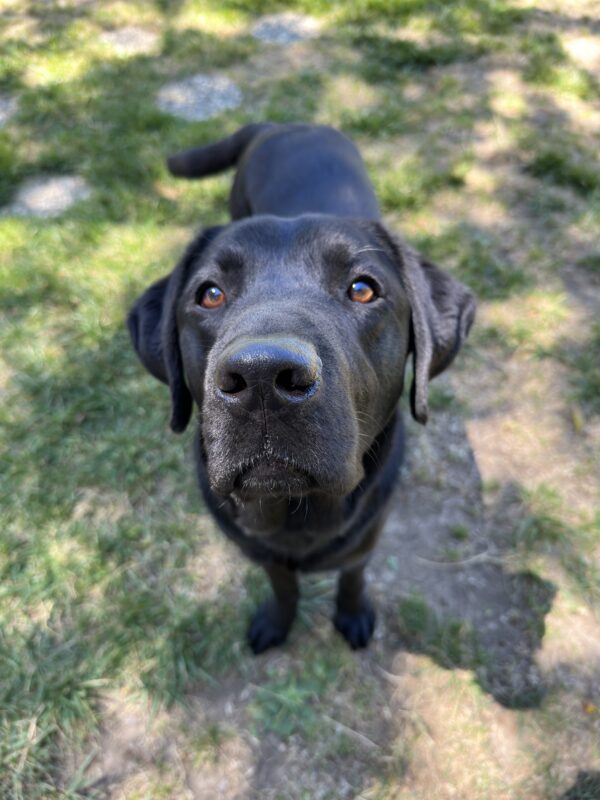 <p>Male black labrador Woody is pictured from above, his face centered in the frame and tail in the midst of a gentle wag. There is dappled sunlight over the grassy play area he's enjoying, which is highlighting his brown eyes.</p>