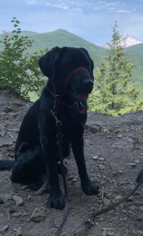 <p>Buffy, a black Lab on a hike. A view of trees and Mt. Hood in the background.</p>