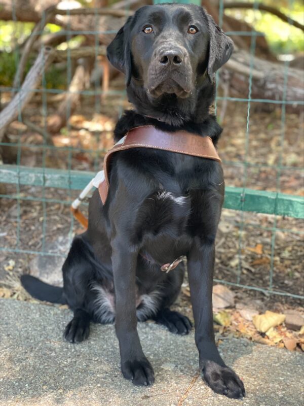A female black lab sits on a paved sidewalk wearing her brown, leather GDB harness with a serious expression on her face. Her black coat is accentuated by a small patch of white hair on her chest and belly. Behind her is a wire fence and a tree.