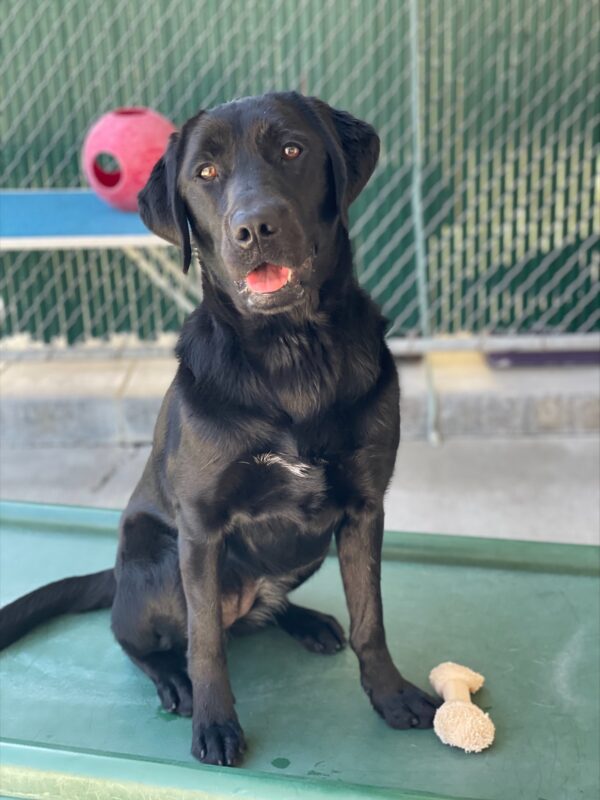 Female black lab Verona sits on a green play structure with a nylabone at her feet. Behind her is a red jolly ball and a green fence. Her ears are perked and her mouth is open, giving the impression of her smiling at the camera.