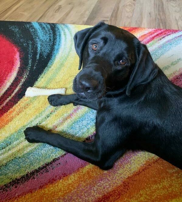 Dax lays on a colorful rug with a Nylabone next to his paw while he looks up into the camera.