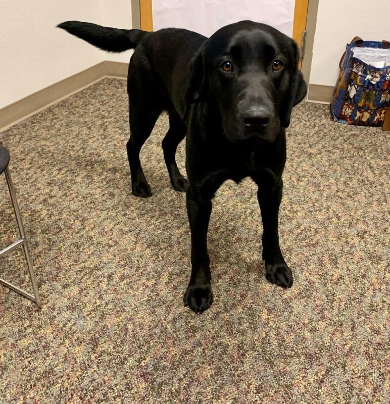 Dax stands on a carpeted floor wagging his tail while looking into the camera.