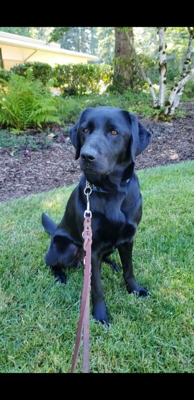 Trillium is sitting in the grass on the Oregon Campus. She’s staring intently off to camera left. She has a piece of grass on her nose because she was just rolling around in the grass.