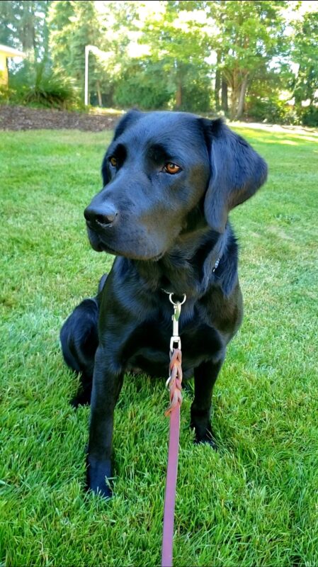 Vidalia is sitting on grass at the Oregon Campus. She’s posed regally and looking off to camera left.