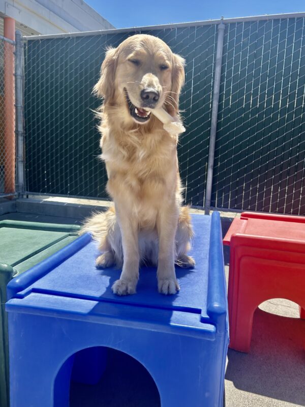 Golden retriever Babka sits on a blue play structure with a Nylabone hanging out the side of her mouth. The sun is shining and there is a green fence in the background.