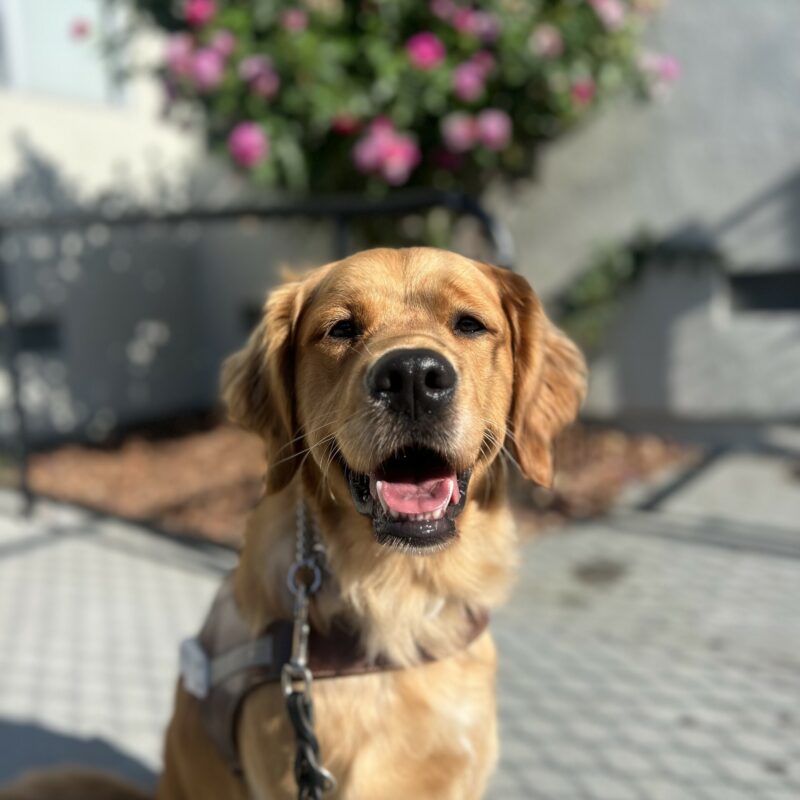 BettyRose sits in harness looking towards the camera with her mouth open. Behind her is a pink bush with flowers on it.