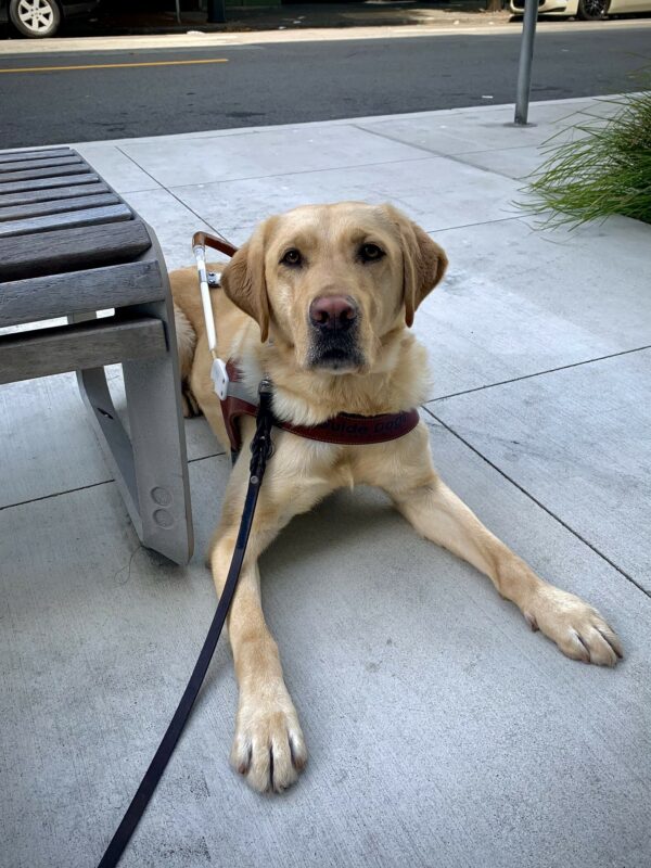 Bjorn lays down in town next to a bench with an alert expression and posture.