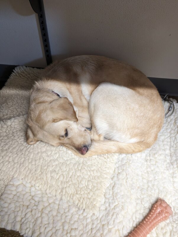 Bjorn is curled up on a fleece, under a desk, taking a quick nap.