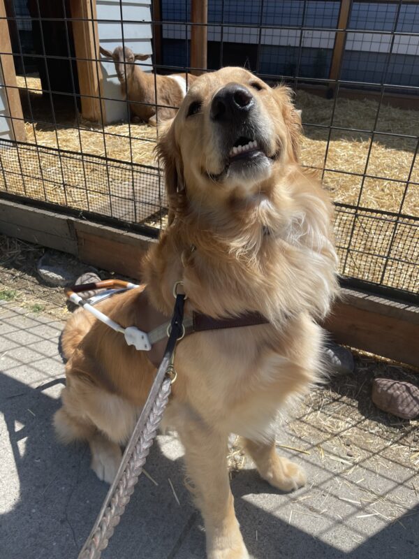 Yellow Golden Retriever, Brinker, sits happily in front of a goat enclosure wearing his harness.