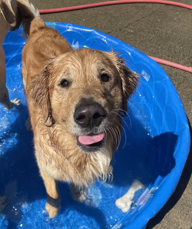 Yellow Golden Retriever, Brinker, stands in a blue kiddie pool with his tongue out. His face is slightly damp.