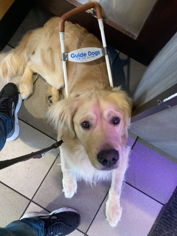 Brooks is laying down in front of his handler looking up at the camera. He is wearing his Guide Dog harness and he is waiting for his handler to order some coffee at the check out counter.