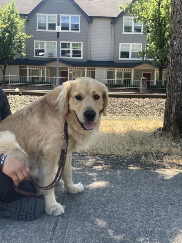 In this photo Brooks' handler is sitting on the ground with her legs crossed and Brooks is sitting on her lap while he looks right into the camera smiling. In the background you can see grey town homes and the train tracks.