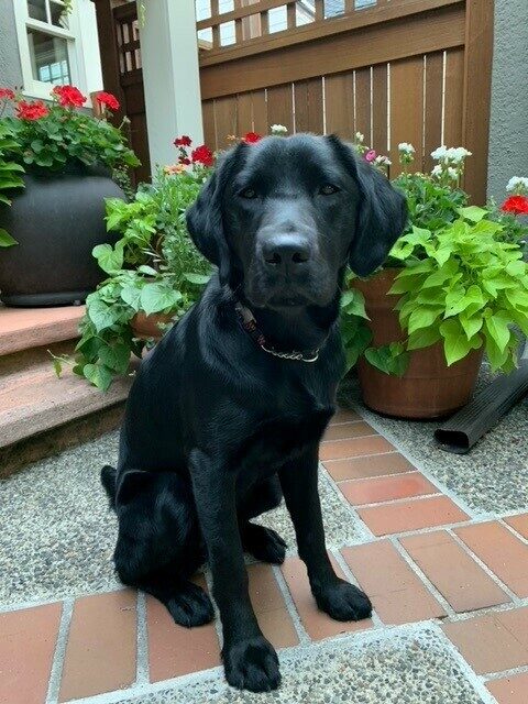 Buffy sitting on the brick patio at her foster home.