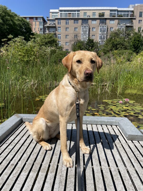 Yellow lab female, Caramel, sits on a dock in front of a small pond with reeds and lily pads