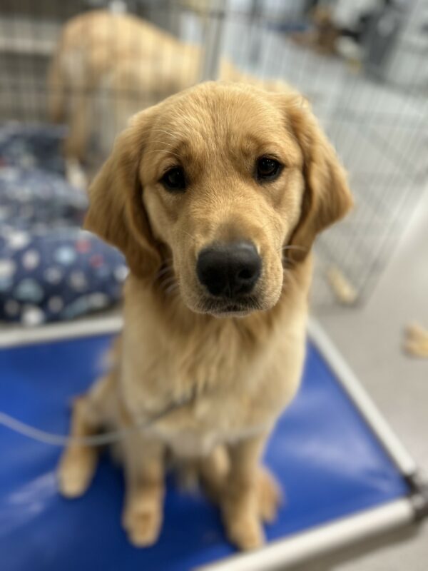 <p>Yellow labrador - golden retriever crossbreed Dandelion is sitting on a kurunda bed in the kennels looking longingly at the camera.</p>