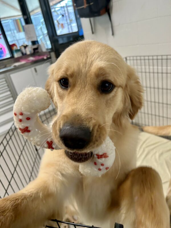 <p>Yellow labrador - golden retriever crossbreed Dandelion is standing on her hind legs with her front feet up on an X-pen gate. She is leaning towards the camera with an S shaped nylabone in her mouth</p>